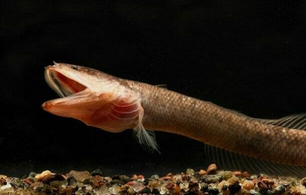 【魚類】地下にすむ奇妙な魚、新種どころか新しい科だった！インドの「生きた化石」ドラゴンスネークヘッド
