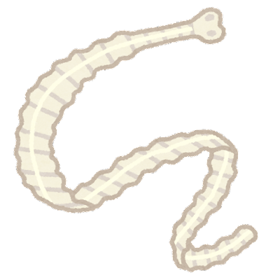 【寄生虫】ヘビの体内にいる寄生虫、女性の脳から生きた状態で摘出！８センチ、哺乳類で初の発見